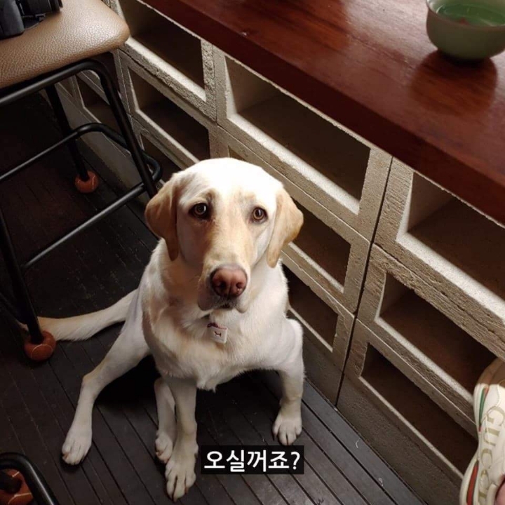 이 시국에 혼내줘야하는 초밥집.jpg | 인스티즈