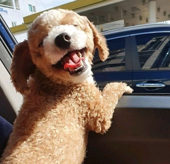 진짜같은 강아지 인형 | 인스티즈