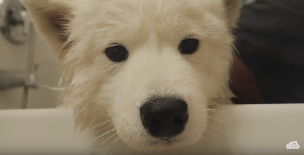 세상 순한 사모예드 댕댕이 목욕 시키기.jpgif | 인스티즈