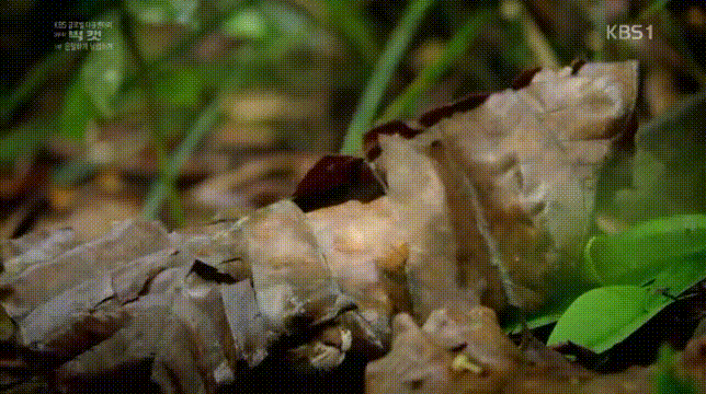 세상에서 작은고양이 | 인스티즈