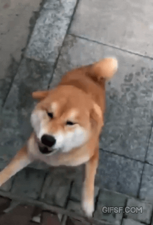 격하게반기는 시바견 | 인스티즈