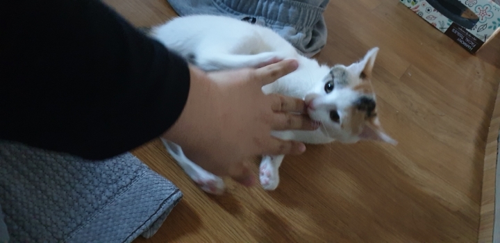 멋대로 들어온 고양이 안나간지 53일차 (짤있음 데이터 조심) | 인스티즈