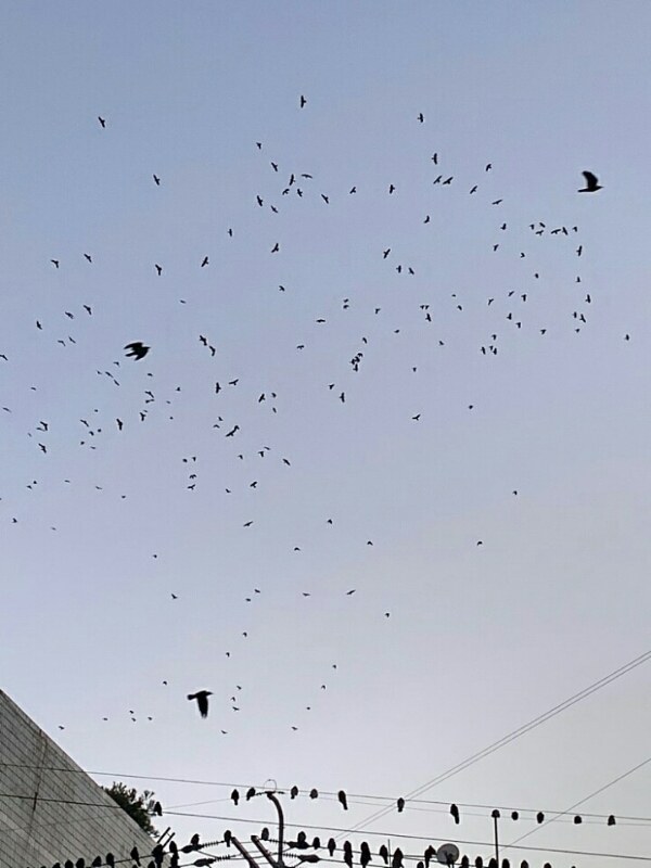 수원에서 자주일어난다는 떼까마귀...jpg | 인스티즈