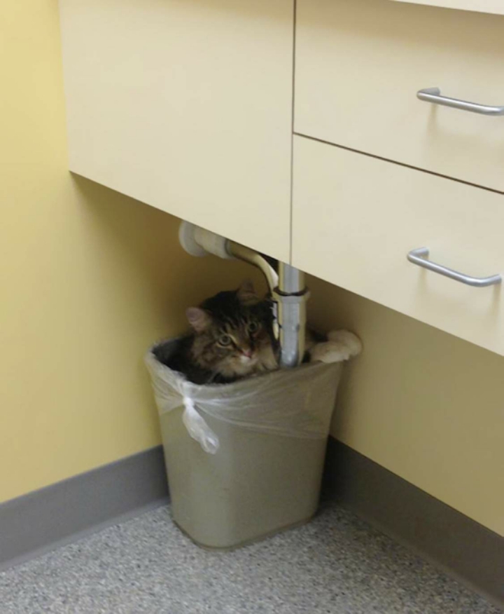 동물병원이 싫은 고양이들.jpg | 인스티즈