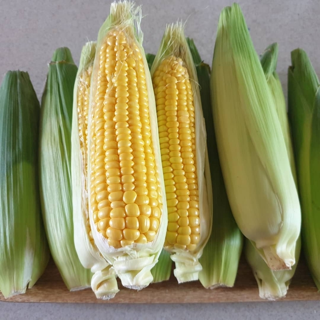 그냥 생으로도 먹을수있다는 옥수수.....jpg | 인스티즈