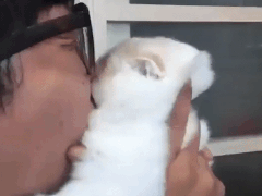 뽀뽀하기 싫어하는 고양이 | 인스티즈