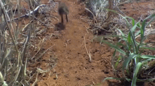 코끼리와 먼 친척이지만 사이즈가 많이 다른 아이.gif | 인스티즈