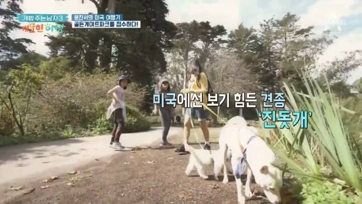 미국에서 인기쩌는 진돗개....jpg | 인스티즈