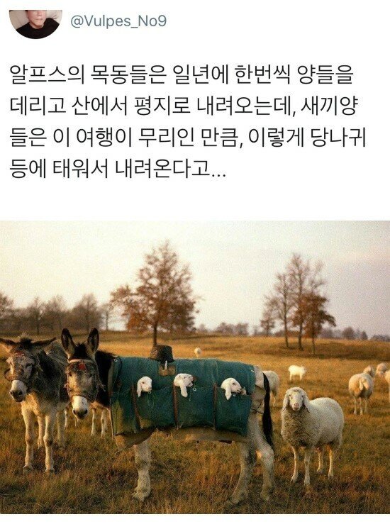 새끼양들의 여행 | 인스티즈