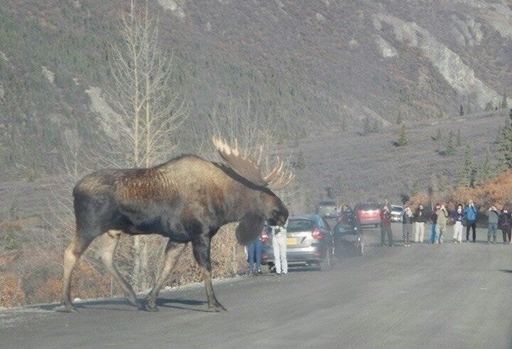 세상에서 가장 큰 사슴.JPG | 인스티즈