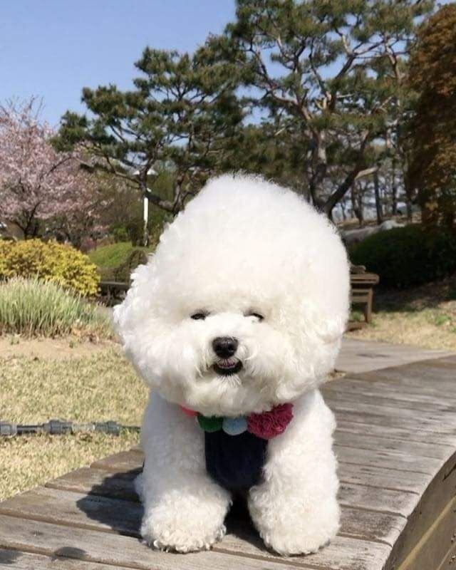 비숑 이미지