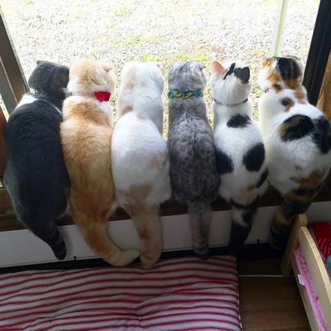 털뭉치같은 고양이들 | 인스티즈