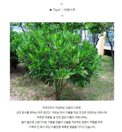 특이한 식물 이름 | 인스티즈