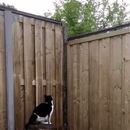 고양이 가출방지 | 인스티즈