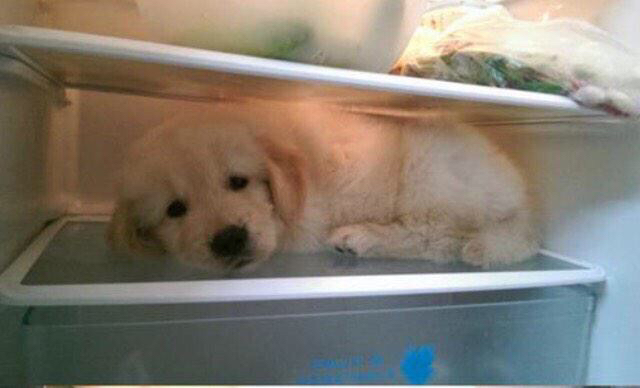 냉장고 들어가는걸 좋아하는 리트리버 댕댕이.jpg | 인스티즈