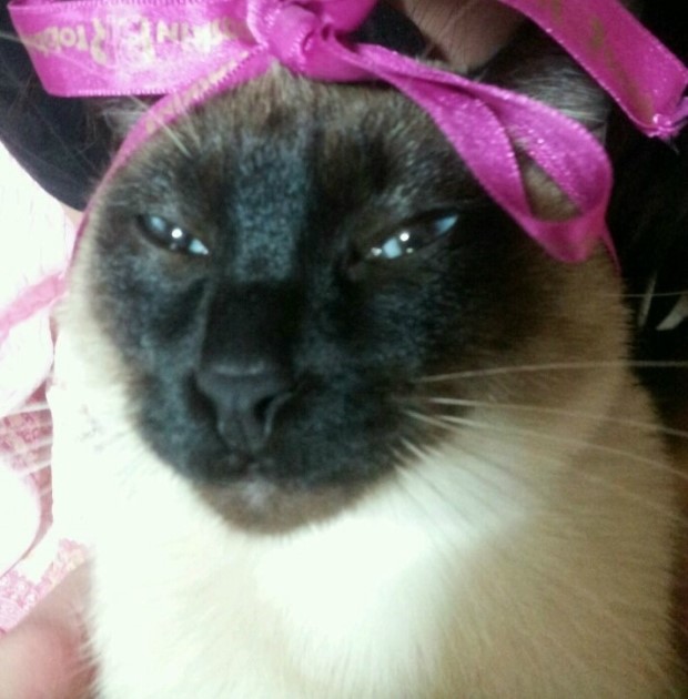 애완동물로 더 선호하는 것은? 강아지 vs 고양이 | 인스티즈