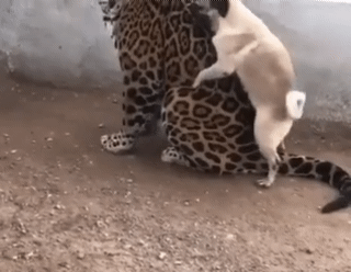 성욕이 이성을 지배해버렸다.gif | 인스티즈