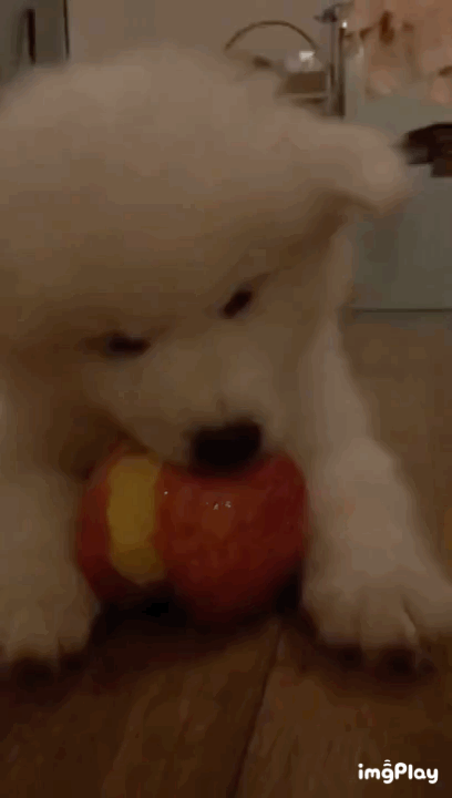 사과 먹는 아기 사모예드 댕댕이.gif | 인스티즈