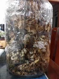 관절에 좋다는 노봉방주 | 인스티즈