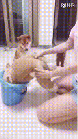 댕댕이 학습효과 | 인스티즈