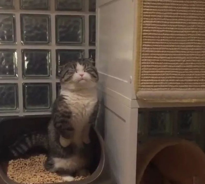 변비걸린 고양이 | 인스티즈