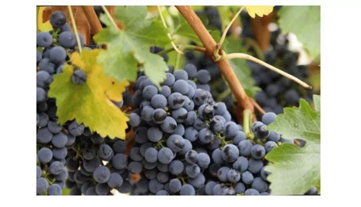 본인기준 애인이 뱉은씨 맨손으로 가능? | 인스티즈