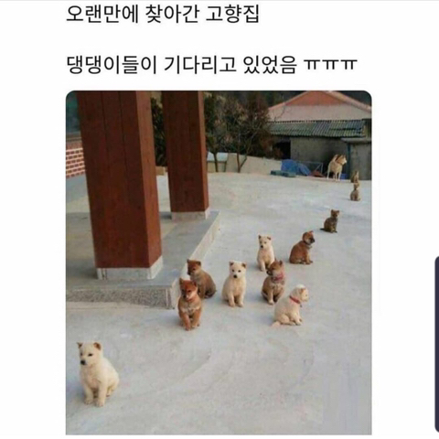 고향 집 갔더니 마중 나온 댕댕이들.jpg | 인스티즈