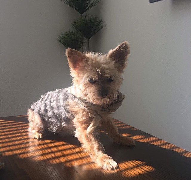 어느 모델이 키우고 있는 강아지....jpg | 인스티즈