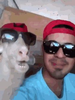 염소랑 친구먹은 사람.gif | 인스티즈