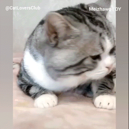 꾸역꾸역 엄마품 파고드는 아깽이 | 인스티즈