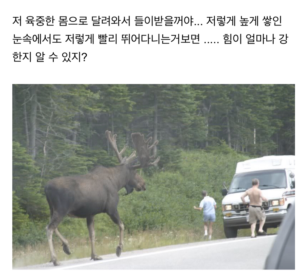 시슴....시슴을 조심하십시오...! | 인스티즈