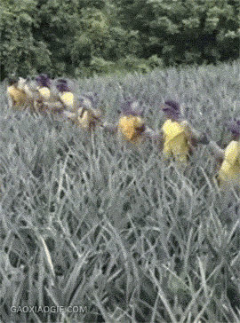 샹크스라면 가능하다vs불가능하다 | 인스티즈