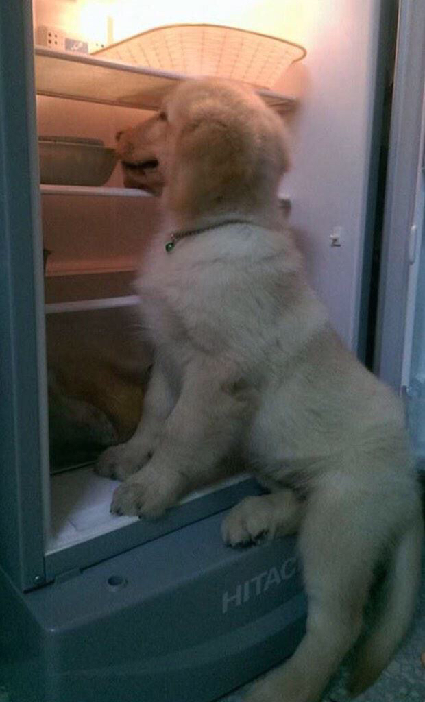 냉장고 들어가는걸 좋아하는 리트리버 댕댕이.jpg | 인스티즈