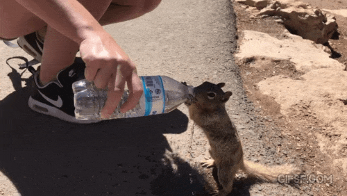 목이 말랐던 야생 다람쥐.gif | 인스티즈