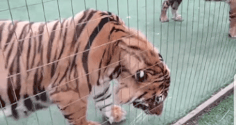 화딱지난 호랑이 | 인스티즈