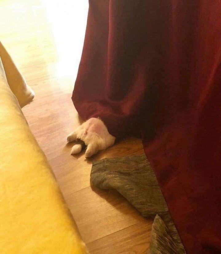 개가 잠을 이상하게 자요.jpg | 인스티즈