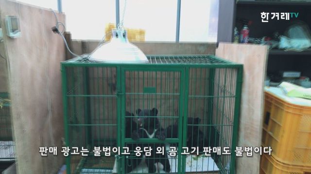 반달가슴곰을 먹는 미친 인간들 | 인스티즈
