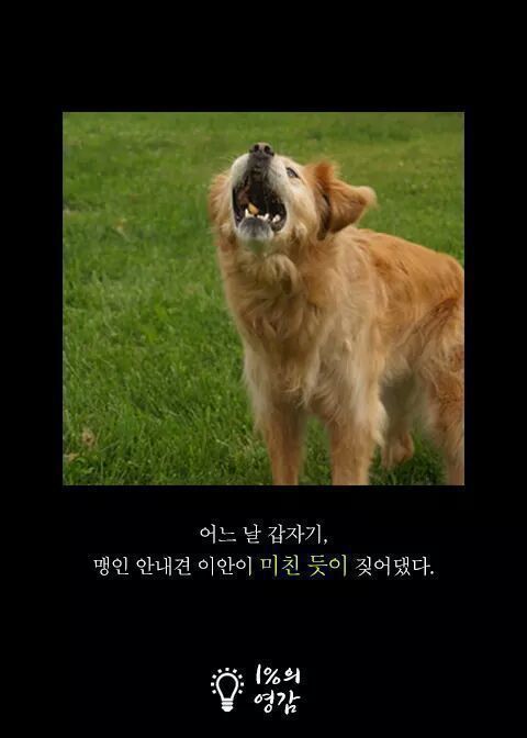 안내견이 짖은이유 | 인스티즈