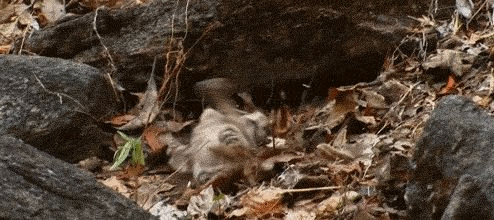 고양이과 동물들의 공통점 | 인스티즈