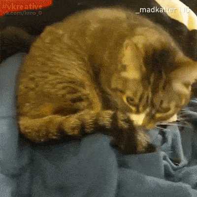 부적에 봉인되어버린 좆냥이.gif | 인스티즈