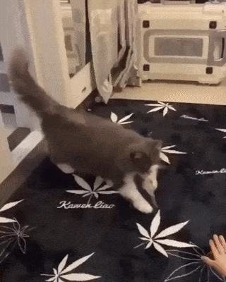 집사한테 새끼 가져다주는 고양이.gif | 인스티즈