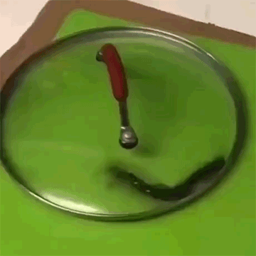 지네를 잡았다 (혐오주의) | 인스티즈