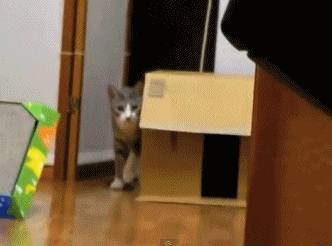 여고(양이)괴담 | 인스티즈