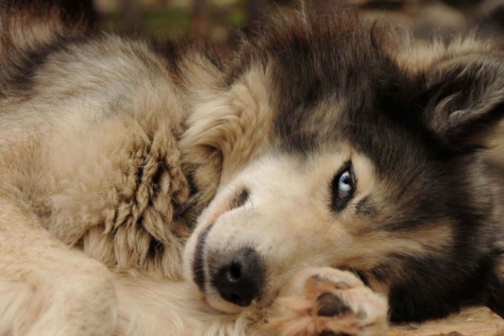 간디 닮았다는 개 | 인스티즈