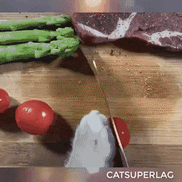 고양이 스테이크 만들기 | 인스티즈