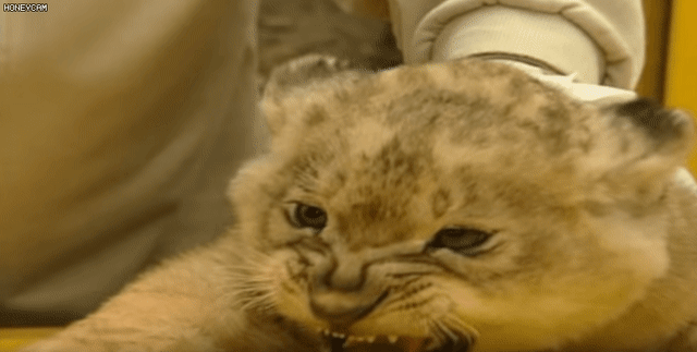 사육사가 건드려서 빡친 아기 사자.gif | 인스티즈