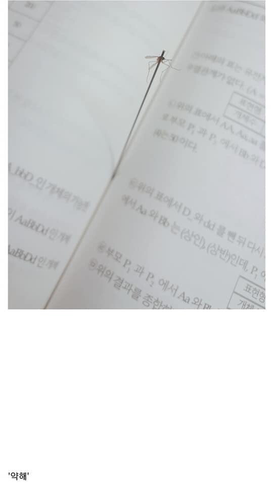 모기 새끼 다양하게 고문하는 모기 갤러리.jpgif | 인스티즈