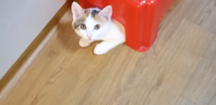 멋대로 들어온 고양이 안나간지 53일차 (짤있음 데이터 조심) | 인스티즈