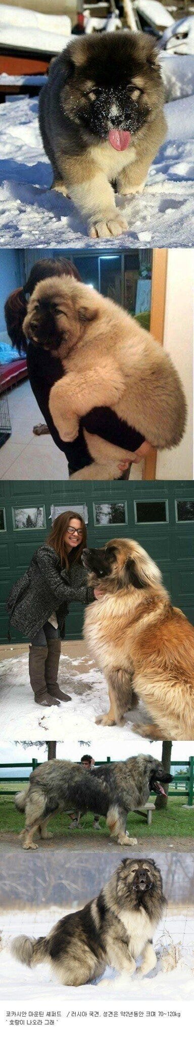 러시아 교도소 경비견 크기.JPG | 인스티즈