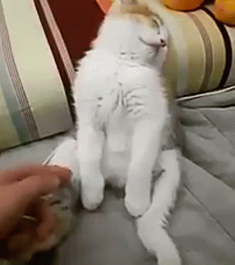 꿀잠 자는 냥이들.gif | 인스티즈